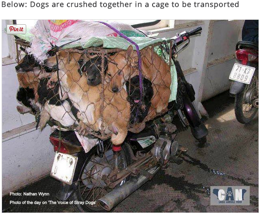 dog transportation 